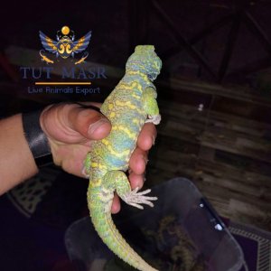 Uromastyx Ornata - Ornate Spiny-Tailed Lizard - Uryx (22).jpg
