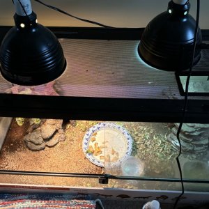 UVB and heat lamp with domes