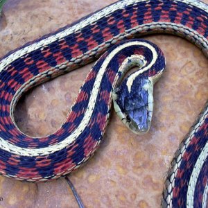 Red-sided garter snake