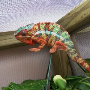 Ambilobe panther chameleon. Part of Ank-Inc. Breeding Colony.