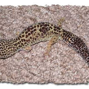 Gex