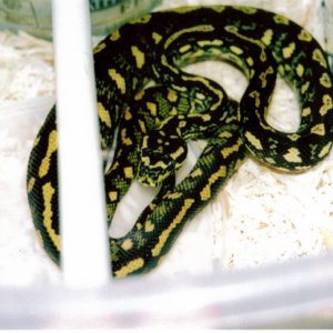 Yearling carpet python