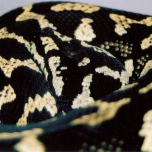 Adult female carpet python