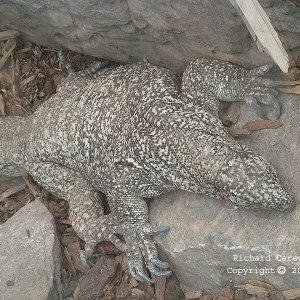 Bengal Monitor