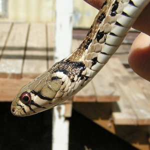 Checkered Garter snake 2