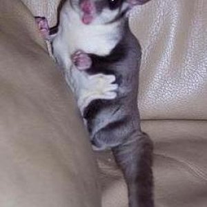 Mac- sugar glider