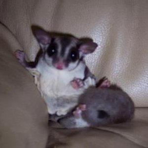 Sasha- sugar glider