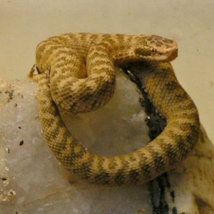 Gloydius halys caraganus
