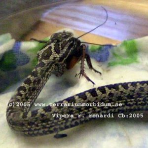 Vipera r. renardi