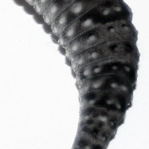 tail