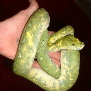 Female Green Tree Python Biak