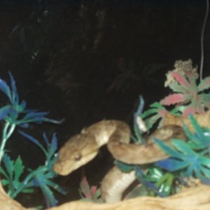 Tree Boa 1