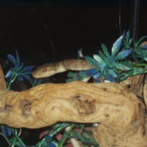 Tree Boa 2