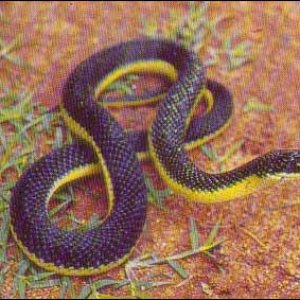 Liophis Poecilogyrus 1