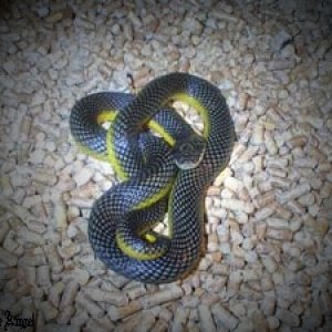 Liophis Poecilogyrus 2