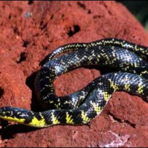 Liophis Poecilogyrus 3