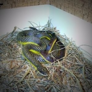 Liophis Poecilogyrus 4
