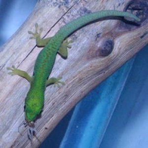 Peacock Day Gecko