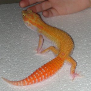 ruby3
