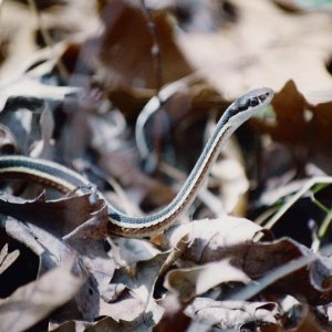 Ribbon Snake