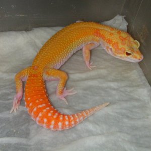 Ruby, female Red Eyed Raptor