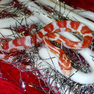 XmasCorns218