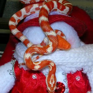 XmasCorns23