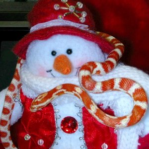XmasCorns26