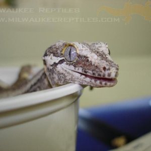 Smiling Gargoyle 2
