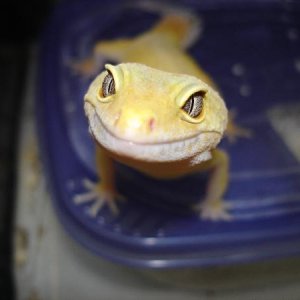 Smiling gecko