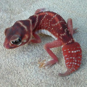 Nephrurus levis levis