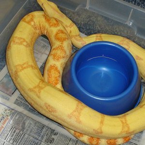 04 female Sunglow
