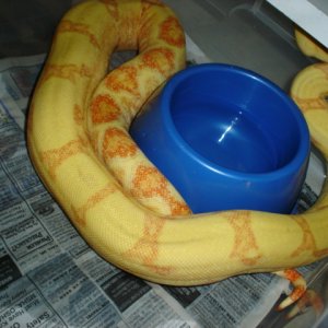04 female Sunglow