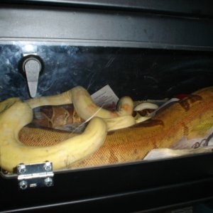 03 male albino to an 03 poss triple stripe sunglow female