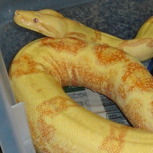 04 female Sunglow