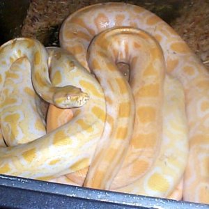10 foot albino burmese pythons