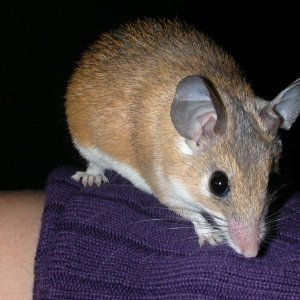 Spiny