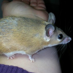 Spiny