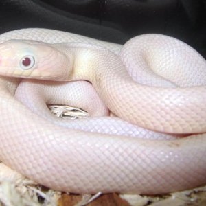 Leucistic Black Rat Snake