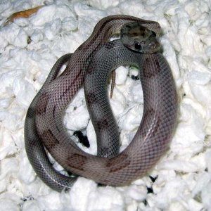 05 Ghost Stripe Motley