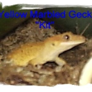gecko_130_2_