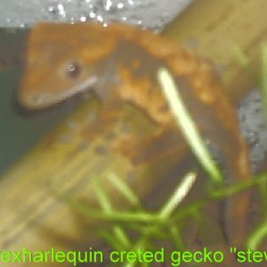 gecko_132_2_