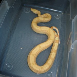 05' albino arabesque male