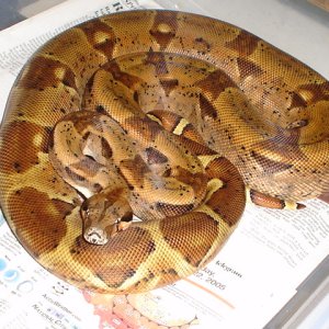 04' DH sunglow male