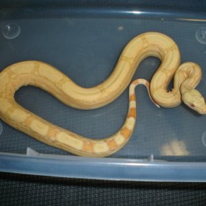 05' albino arabesque male
