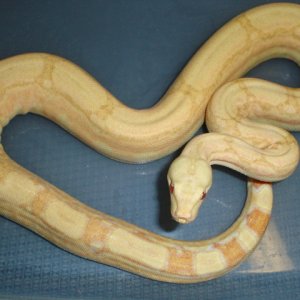 05' albino arabesque male