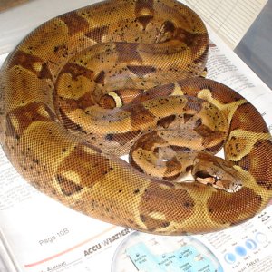 2004 DH sunglow male