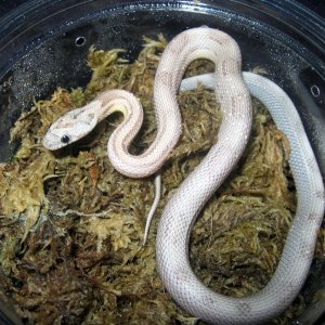 Stripe Motley Ghost Corn Snake