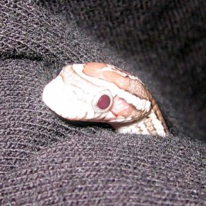 Ghost Corn Snake