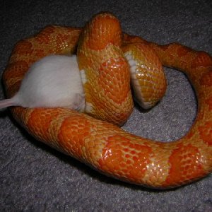 feeding my sunglow corn